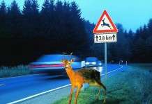 Vorsicht im Herbst: Gefahr durch Wildwechsel