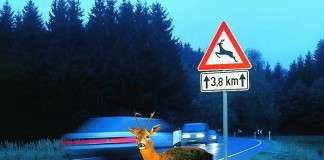 Vorsicht im Herbst: Gefahr durch Wildwechsel