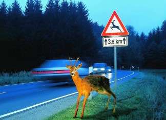 Vorsicht im Herbst: Gefahr durch Wildwechsel