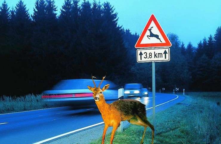 Vorsicht im Herbst: Gefahr durch Wildwechsel